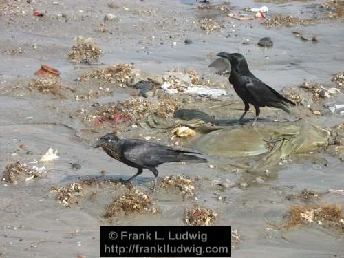 Crows Gathering Nesting Material, Maharashtra, Bombay, Mumbai, India